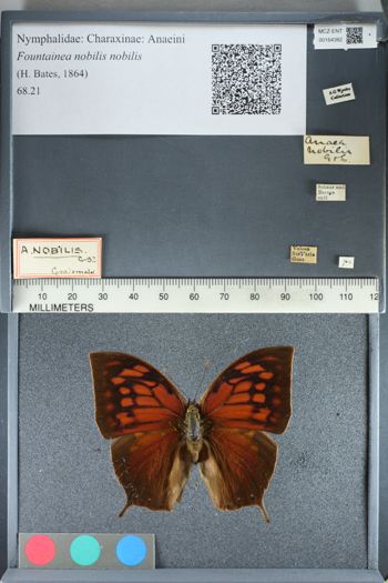Media type: image;   Entomology 164382
